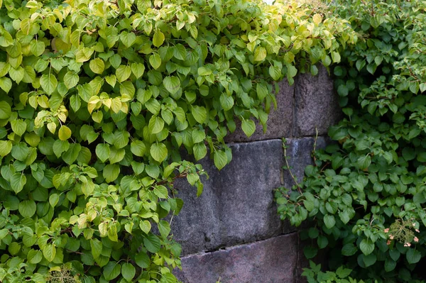石垣の上を登る紫陽花 あじさい ストック写真