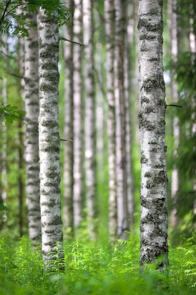 Birch Tree Betula Pendula Forest Summer Focus Foreground Tree Trunk — Fotografia de Stock