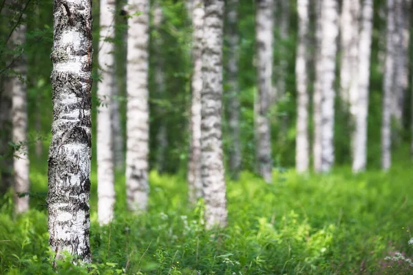 Floresta Bétula Betula Pendula Verão Foco Tronco Árvore Primeiro Plano — Fotografia de Stock
