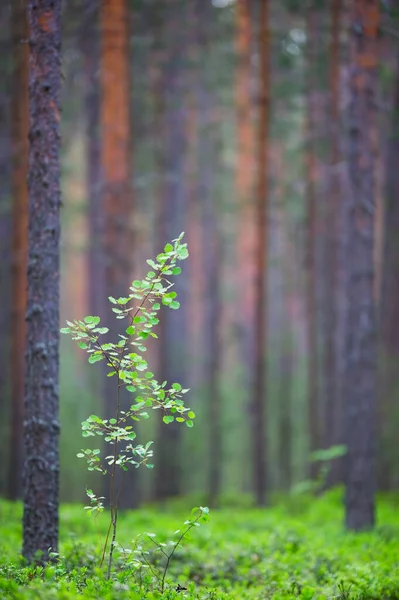Aspen Solitário Jovem Populus Tremula Floresta Pinheiros Escoceses Profundidade Campo — Fotografia de Stock