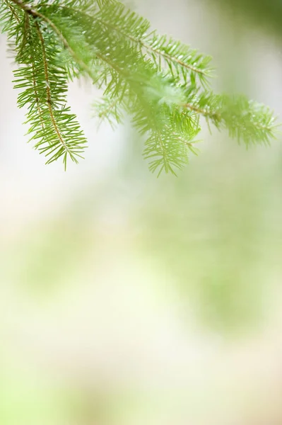 Close Spruce Branch Needles Selective Focus Shallow Depth Field — Stock Photo, Image