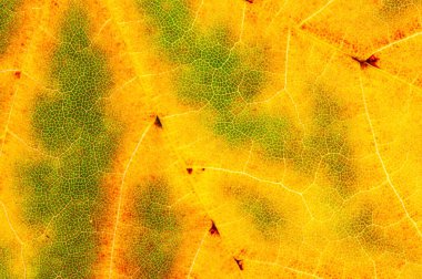Damarları gösteren akçaağaç yaprağının yakın çekimi. Sonbahar renkleri, soyut arkaplan dokusu.