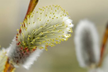Daldaki söğüt çiçeğinin yakın çekimi.