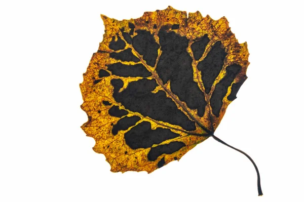 Aspen Blatt Herbstfarben Isoliert Auf Weißem Hintergrund — Stockfoto