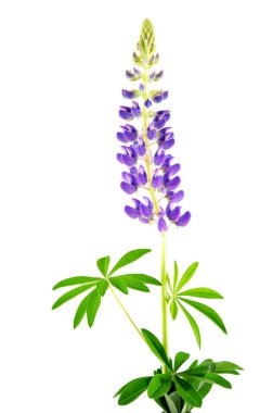 Çiçekli lupin (Lupinus polyphyllus) beyaz arkaplanda izole edilmiştir.