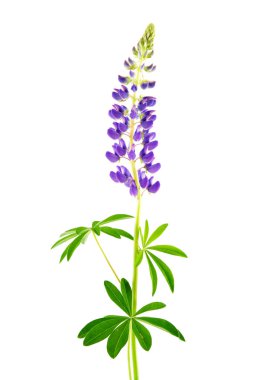 Çiçekli lupin (Lupinus polyphyllus) beyaz arkaplanda izole edilmiştir.