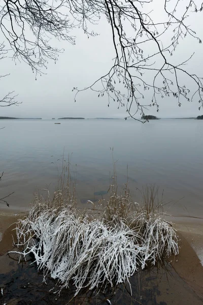 Paisaje Invernal Orilla Del Lago Pielinen Este Finlandia Hierbas Frescas —  Fotos de Stock