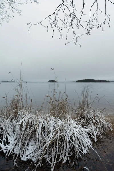 Paysage Hivernal Sur Rive Lac Pielinen Finlande Orientale Herbes Fraîches — Photo