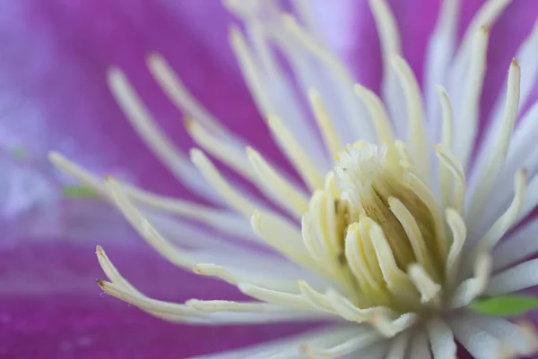 Close Clematis Flower Shallow Depth Field — Stock Photo, Image