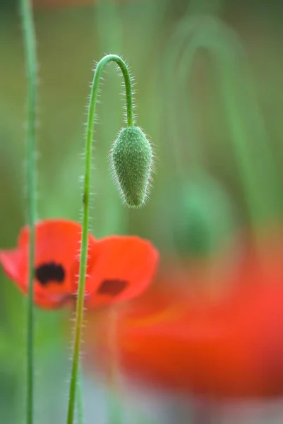 Roter Mohn Auf Dem Feld — Stockfoto