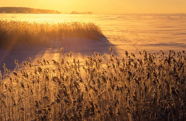 Frosted Reeds Frozen Lake Shore — Stockfoto