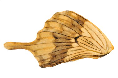 Kelebek kanadına yakın çekim. Beyaz arkaplanda izole