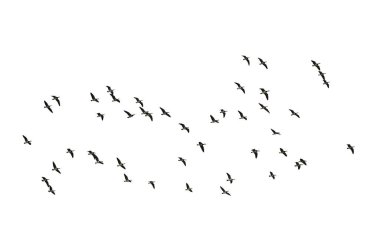 Göç eden kaya midyesi kazları (Branta lökopisi) beyaz arka planda izole edilmiştir.