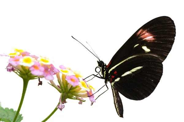 Heliconius Butterfly Heliconius Isolated White Background Selective Focus Very Shallow — Stock Photo, Image