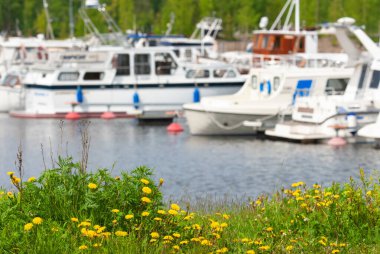 Sarı karahindiba çiçekleri, arka planda limanda motorlu yatlar.