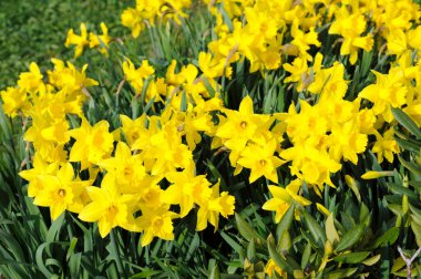 Bahar içinde sarı nergis