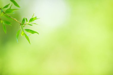 Söğüt (Salix fragilis) şube yaprakları ile çatlamak. Seçici odak ve sığ derinlik-in tarla.