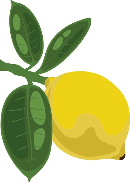 Лимон на ветке с листьями, векторная иллюстрация — стоковый вектор