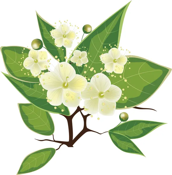 Blooming myrtle branch, vector illustration — Stock Vector