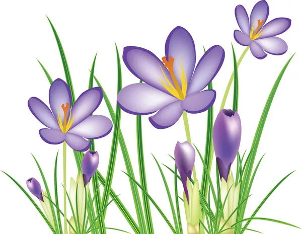 Spring crocus flowers, vector illustration — Stock Vector