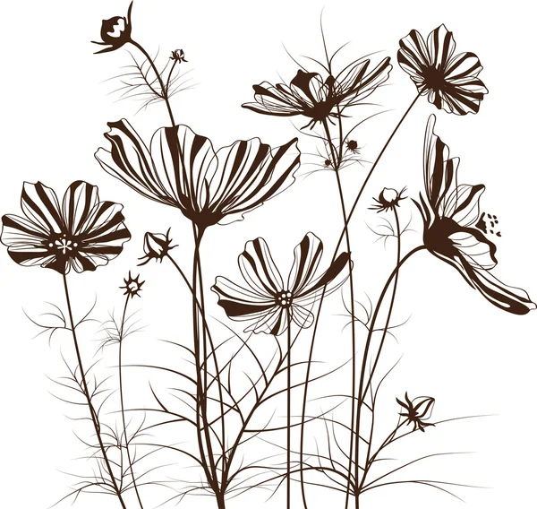 Vector garden flowers, Cosmos bipinnatus — Stock Vector