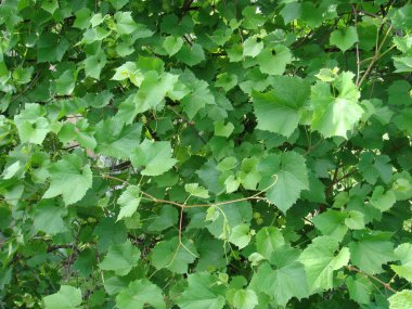 arka plan üzüm yaprakları