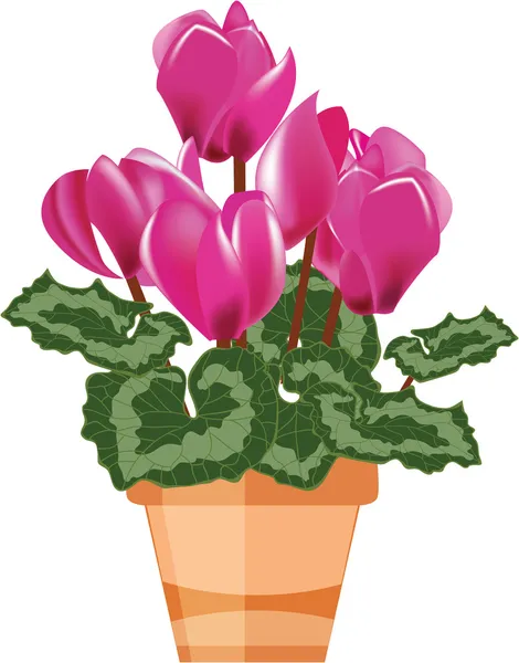 Pink cyclamen in a flower pot isolated on a white background — Stock Vector