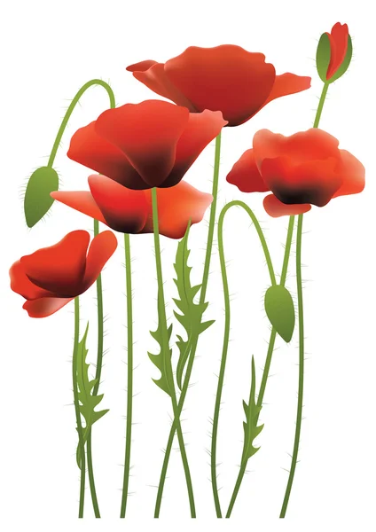 Piros pipacs virágok, vektoros illusztráció — Stock Vector