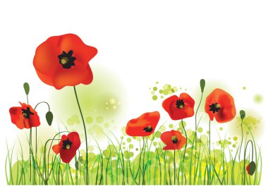 Poppies alan, vektör çizim