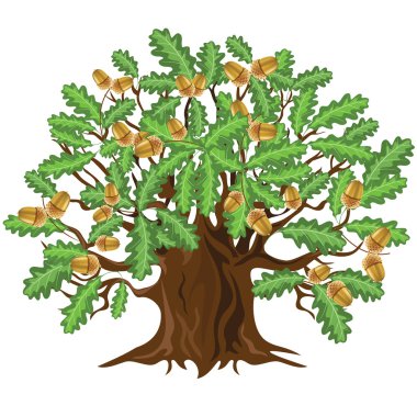 Oak tree with acorns, vector illustration clipart