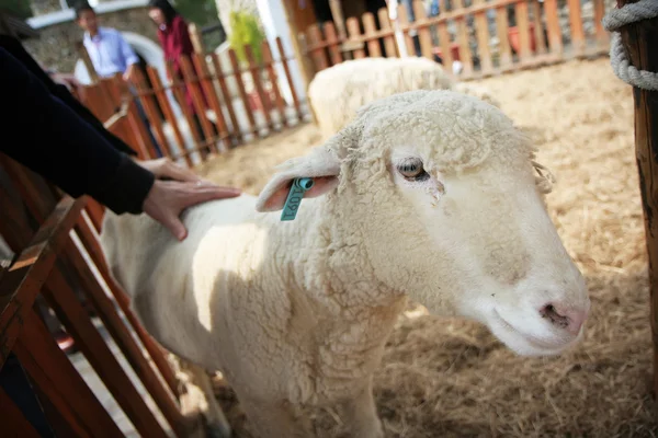 Afișează oile — Fotografie, imagine de stoc
