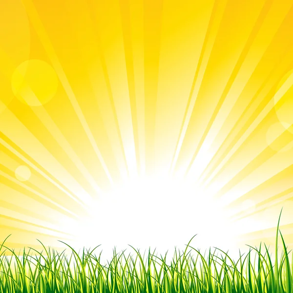 Grass on the Sunshine Rays — Stock Vector