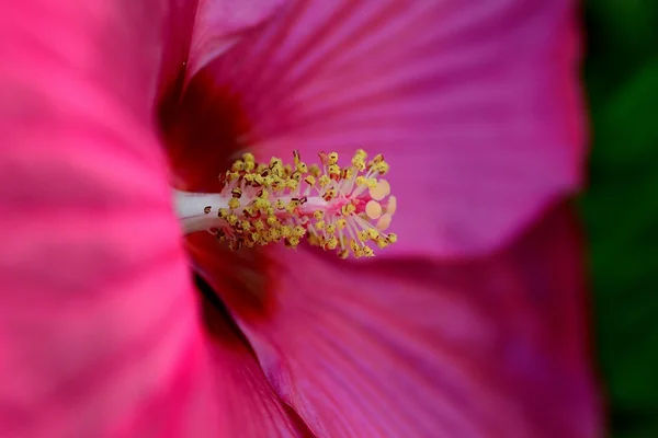 멋진 꽃 — 스톡 사진