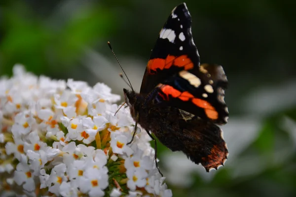 Πεταλούδα / schmetterling — Φωτογραφία Αρχείου