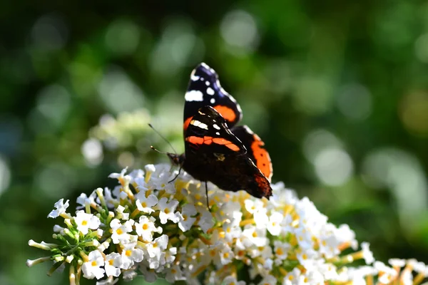 Schmetterling in der Blume — Stockfoto