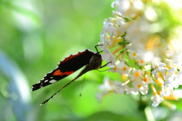 Schmetterlingsraupe — Stockfoto