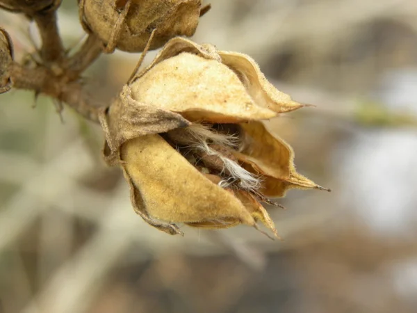 Macro of nature — Stock Photo, Image