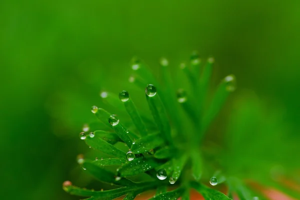 Wonderful drops — Stock Photo, Image