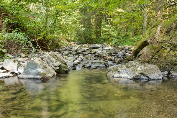 The forest creek — Stock Photo, Image