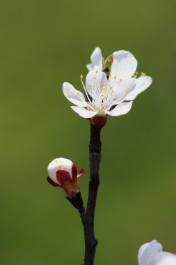 Çiçekli meyve ağacı.