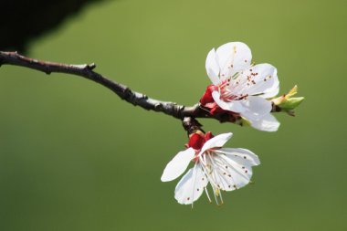 Çiçekli meyve ağacı.