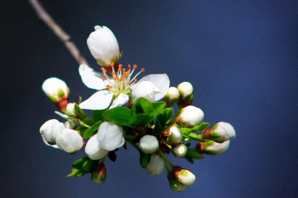 Fruit tree in blossom — Stock Photo, Image