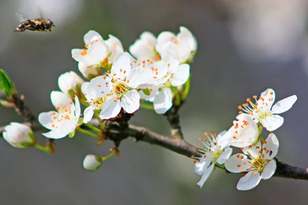 Obstbaum in voller Blüte — Stockfoto