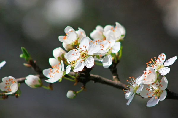 Albero da frutto in fiore — Foto Stock