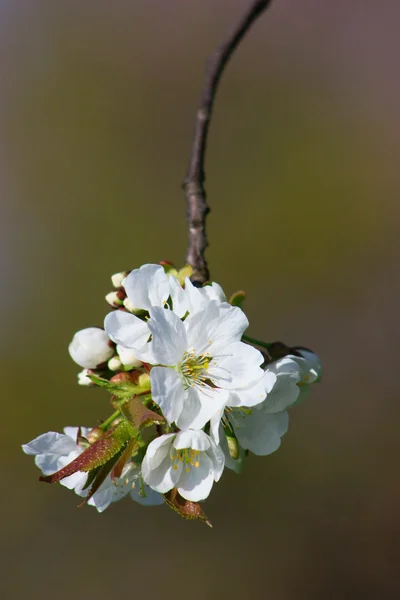 Fruit tree in blossom — Stock Photo, Image