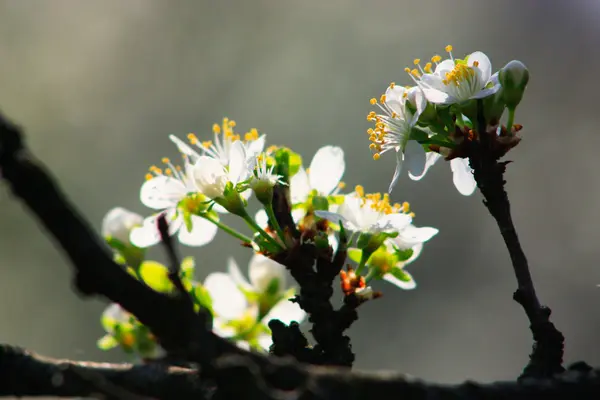 Árvore de fruto em flor — Fotografia de Stock