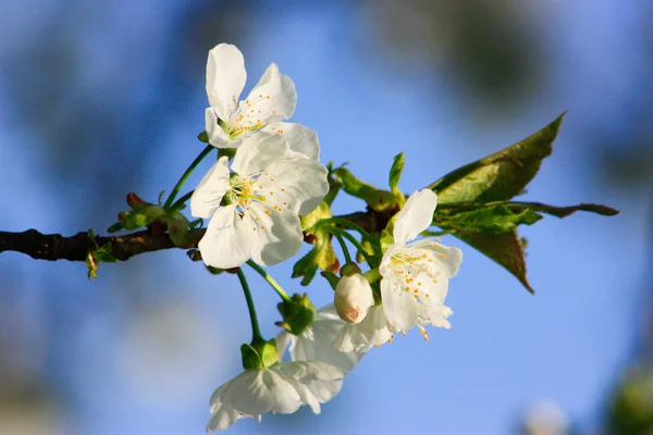 Ovocný strom v květu — Stock fotografie