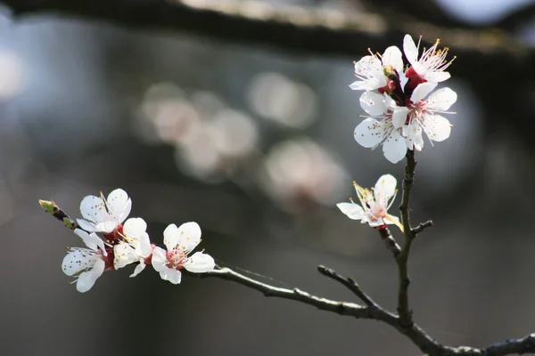 Ovocný strom v květu — Stock fotografie