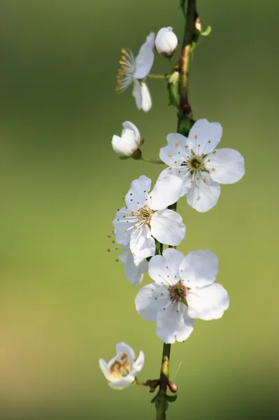 Fruit tree in blossom — Stock Photo, Image