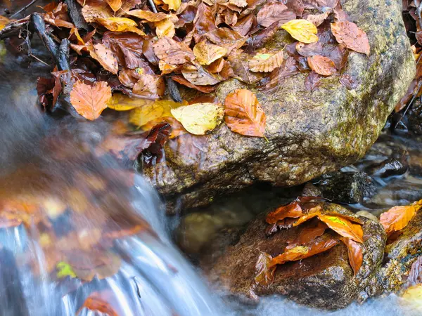 Stream im Oktober — Stockfoto